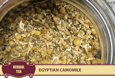 Egyptian Camomile